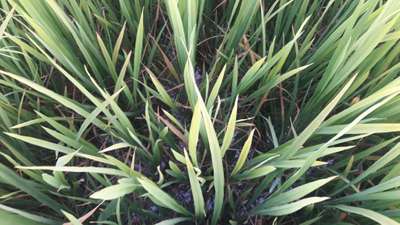 Leaf Scald of Rice - Rice