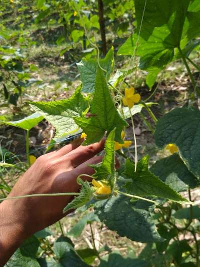 Spider Mites - Cucumber