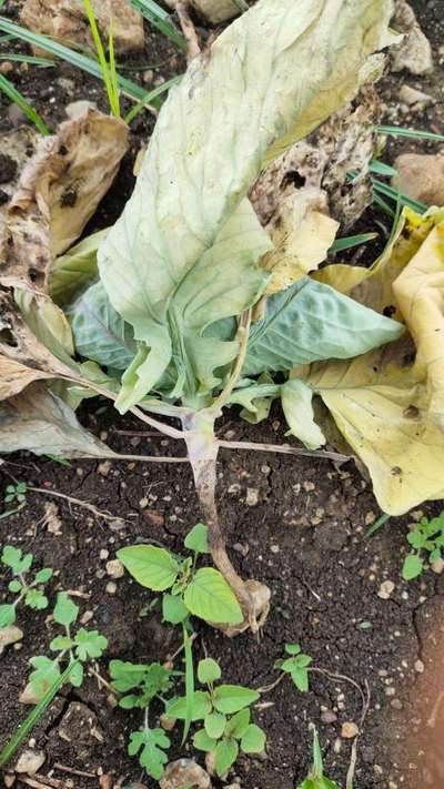 Foot and Collar Rot - Cabbage