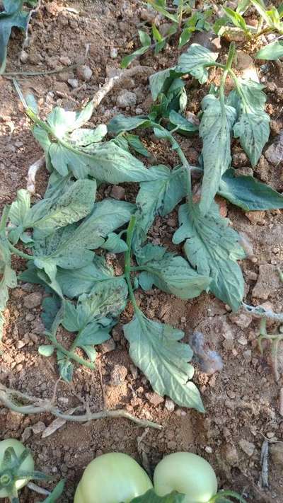 Early Blight - Tomato