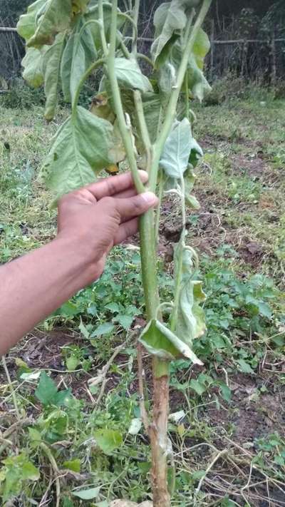 कवक के कारण तने की सड़न (स्कलेरोटीनिया स्टेम रॉट) - बैंगन