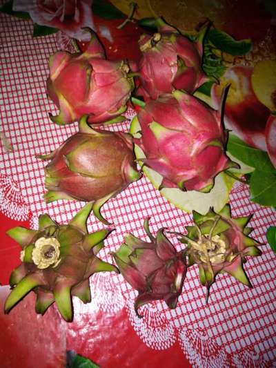 ডাউনি  মাইল্ডিউ - ডালিম