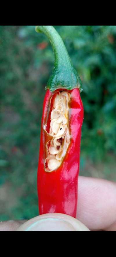 Sunburn - Capsicum & Chilli