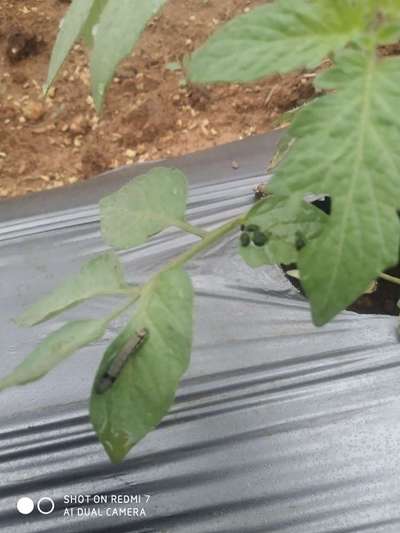 Tobacco Caterpillar - Tomato