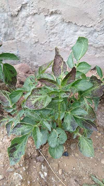 Potato Late Blight - Potato