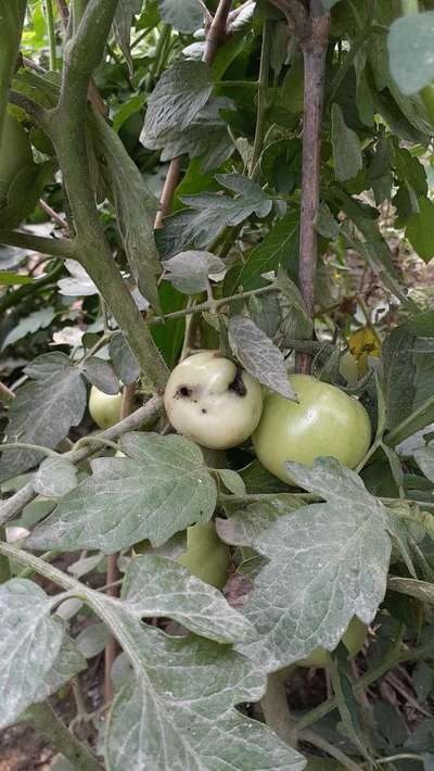 Cabbage Moth - Tomato