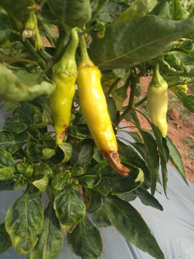 Blossom End Rot - Capsicum & Chilli