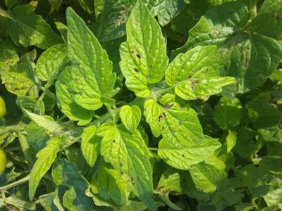 Tomato Late Blight - Tomato