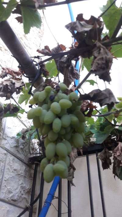 Downy Mildew of Grape - Grape