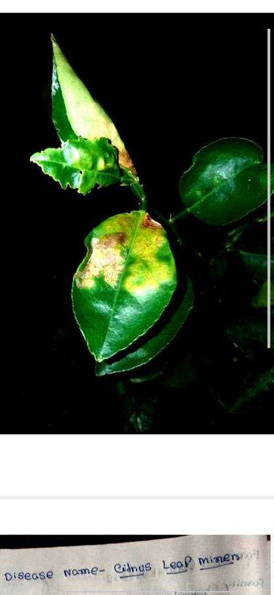 Citrus Leaf Miner - Citrus