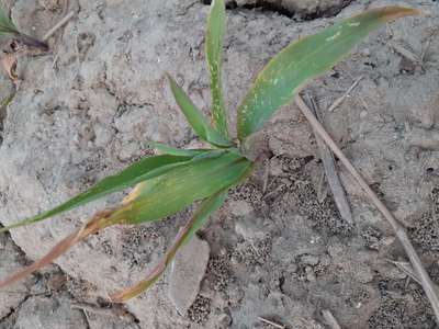 Potassium Deficiency - Maize