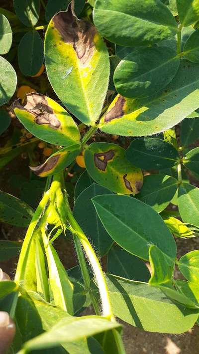 Alternaria Leaf Spot Peanut - Peanut