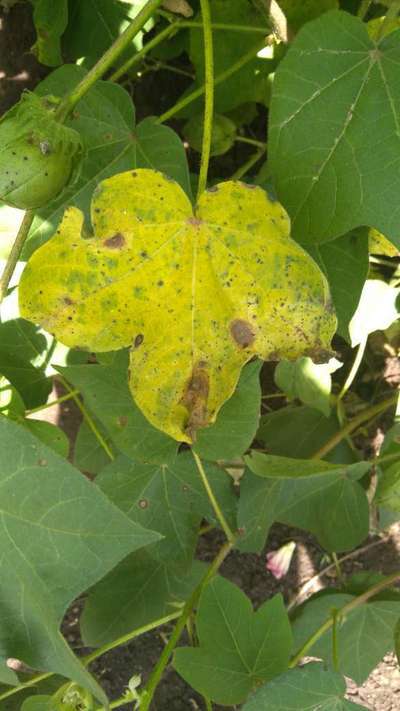 Grey Mildew of Cotton - Cotton