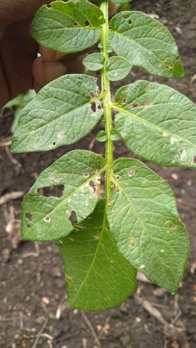 Flea Beetles - Potato