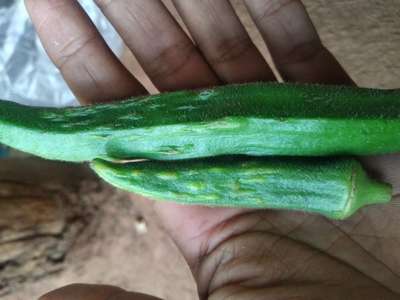 Thrips - Okra