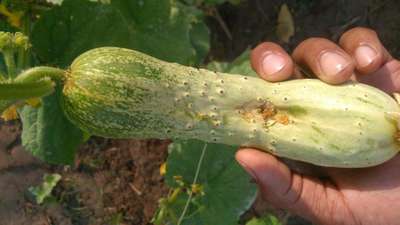 Melon Fruit Fly - Cucumber