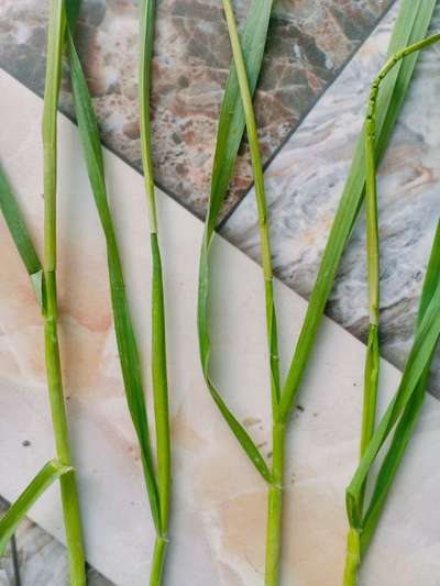 Boron Deficiency - Wheat