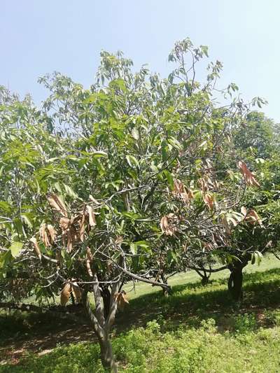 Mango Dieback Disease - Mango