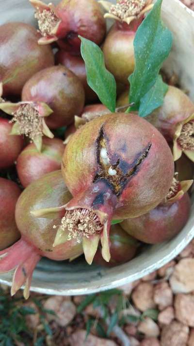 ಬೋರಾನ್ ಕೊರತೆ - ದಾಳಿಂಬೆ