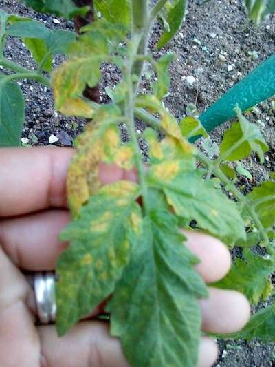 Mancha bacteriana - Tomate