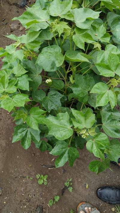 Herbicide Growth Damage - Cotton