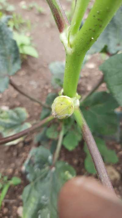 Boron Deficiency - Okra