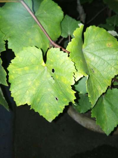 Downy Mildew of Grape - Grape