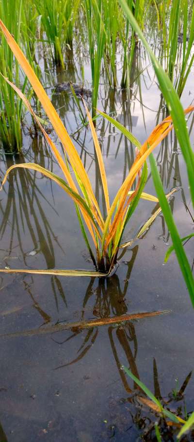 Iron Deficiency - Rice