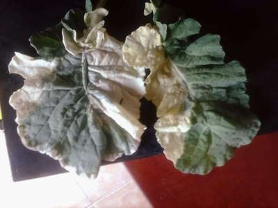 Leaf Variegation - Cabbage