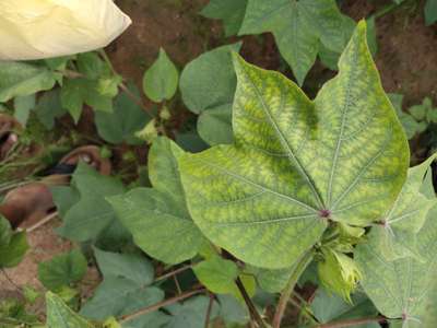 Potassium Deficiency - Cotton