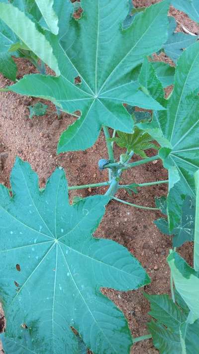 Mealybug - Papaya