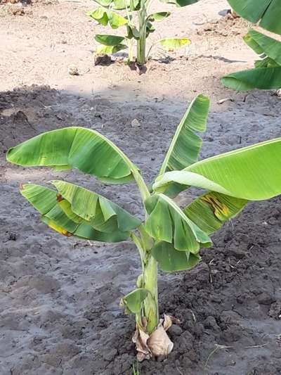 Nitrogen Deficiency - Banana