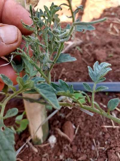 Deficiência de Boro - Tomate