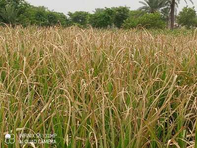 Wilt Disease of Sugarcane - Rice