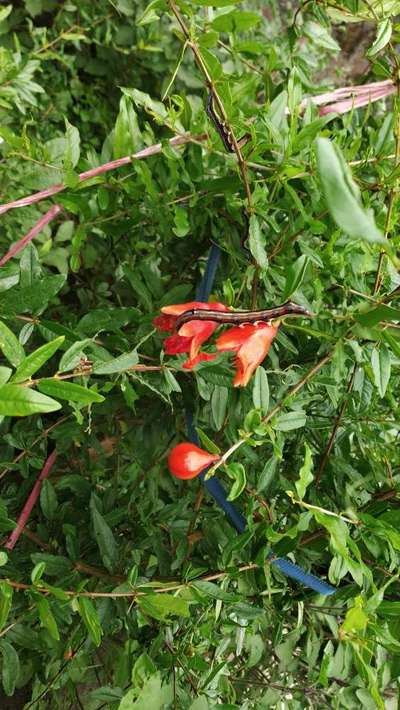 Castor Semilooper - Pomegranate