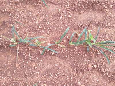 Banded Leaf and Sheath Blight - Maize