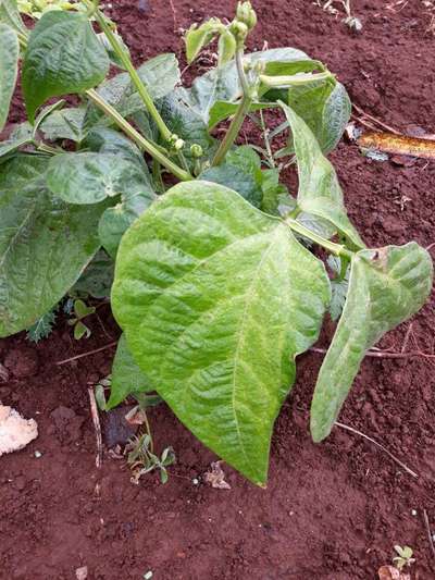 Bean Common Mosaic Virus - Bean