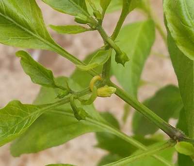 Aphids - Capsicum & Chilli