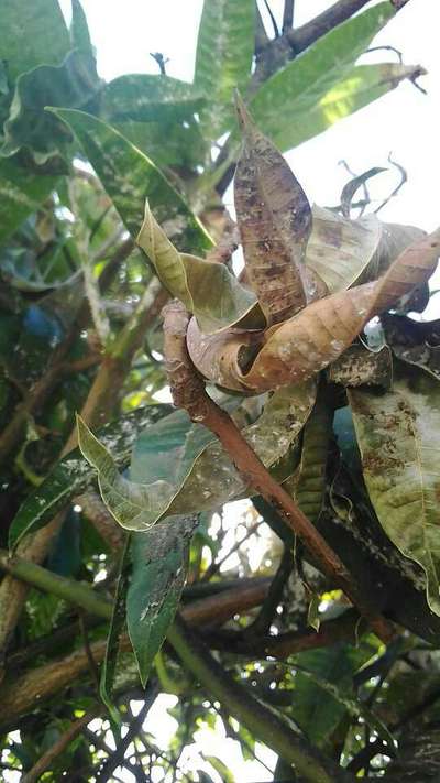 Cochenille - Manguiers