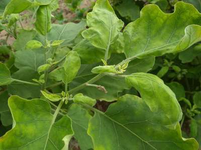 Spider Mites - Brinjal