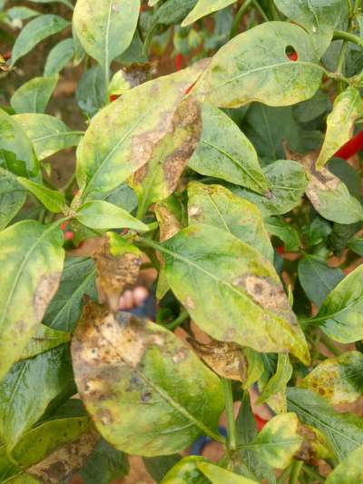 Anthracnose of Pepper - Capsicum & Chilli