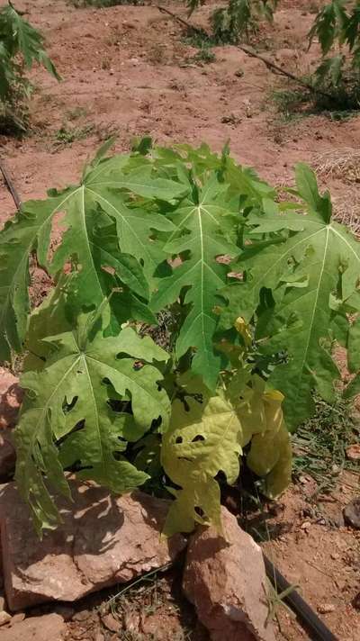 Nitrogen Deficiency - Papaya