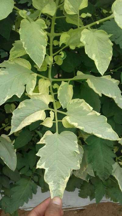 Panachure des Feuilles - Tomates