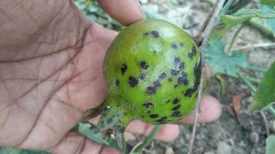 ডালিমের ফোস্কা রোগ - ডালিম