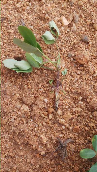 Black Cutworm - Peanut