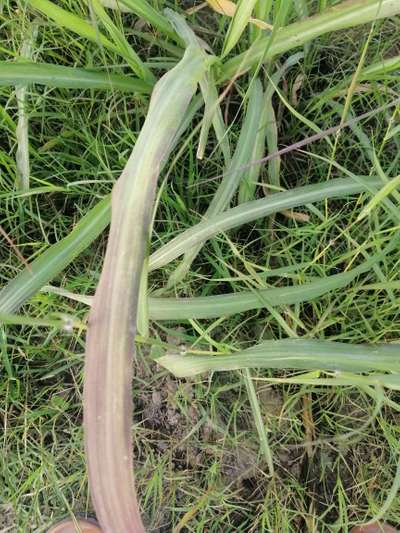 Phosphorus Deficiency - Sugarcane