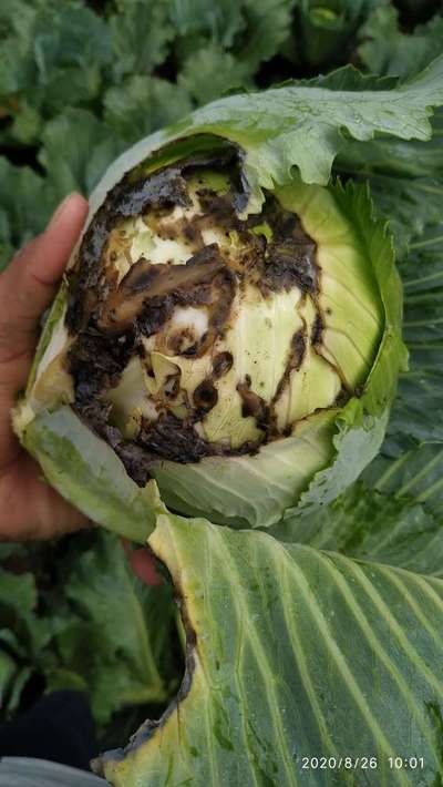 Botrytis Blight - Cabbage