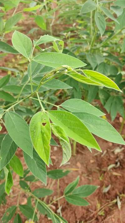 Bean Leaf Webber - Pigeon Pea & Red Gram