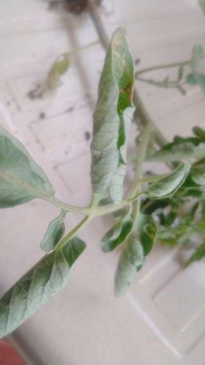 Leaf Curl in Tomato - Tomato