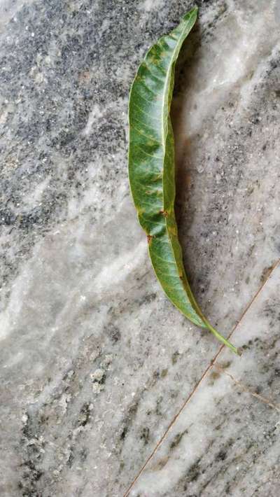 Boron Deficiency - Mango